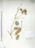 肥豬豆藏品圖，第1張