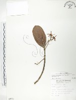 水筆仔藏品圖，第1張