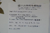 狹葉莢迷藏品圖，第2張