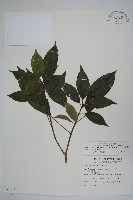 臺灣樹參藏品圖，第1張