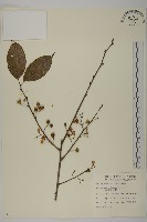 南華南蛇藤，青江藤藏品圖，第1張