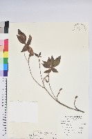 棲蘭山杜鵑藏品圖，第1張