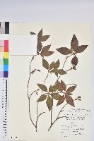 棲蘭山杜鵑藏品圖，第1張