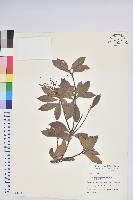 臺灣馬醉木藏品圖，第1張