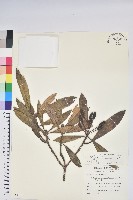 臺灣杜鵑藏品圖，第1張