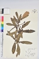 玉山杜鵑藏品圖，第1張