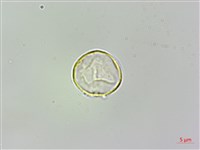 脈果石薯藏品圖，第1張