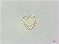 脈果石薯藏品圖，第2張