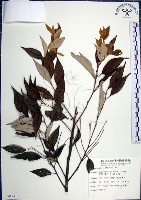 紅皮、葉下白、赤仔尾藏品圖，第1張