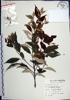 紅皮、葉下白、赤仔尾藏品圖，第1張