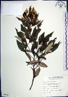 紅皮、葉下白、赤仔尾藏品圖，第1張