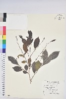 細葉饅頭果藏品圖，第1張