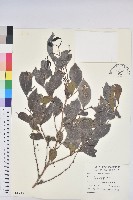 細葉饅頭果藏品圖，第1張