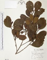 森氏紅淡比藏品圖，第1張