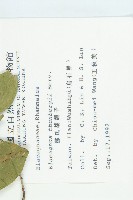 鄧氏胡頹子藏品圖，第2張