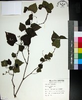 粉藤藏品圖，第1張