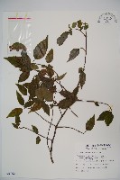 狹葉莢迷藏品圖，第1張