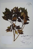 臺灣樹參藏品圖，第1張