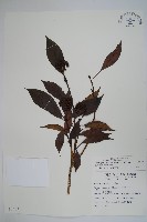 臺灣樹參藏品圖，第1張