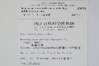 臺灣樹參藏品圖，第2張