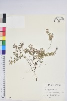 高山白珠樹藏品圖，第1張