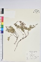 高山白珠樹藏品圖，第1張