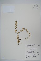 普刺特草藏品圖，第1張