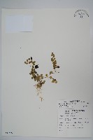 普刺特草藏品圖，第1張