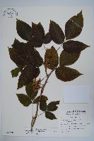 臺灣藤漆藏品圖，第1張