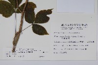 臺灣藤漆藏品圖，第2張