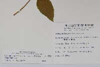 台灣土黨參藏品圖，第2張