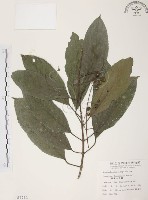 山香圓藏品圖，第1張