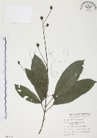 山香圓藏品圖，第1張