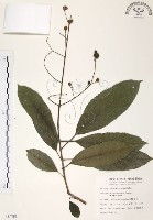 山香圓藏品圖，第1張