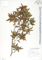 櫸、雞油藏品圖，第1張