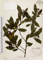 臺灣石楠藏品圖，第1張