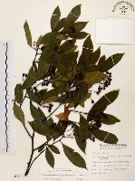 臺灣石楠藏品圖，第1張