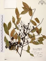 墨點櫻桃、黑星櫻藏品圖，第1張