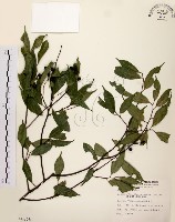 墨點櫻桃、黑星櫻藏品圖，第1張