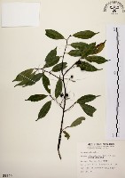 墨點櫻桃、黑星櫻藏品圖，第1張