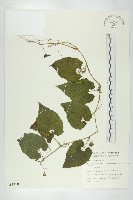 青牛膽藏品圖，第1張