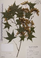 青楓藏品圖，第1張