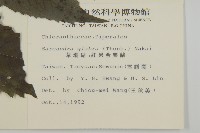 草珊瑚、紅果金粟蘭藏品圖，第2張