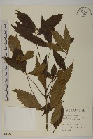 草珊瑚、紅果金粟蘭藏品圖，第1張