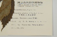 草珊瑚、紅果金粟蘭藏品圖，第2張