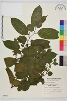 桶鉤藤藏品圖，第1張