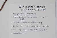 酸藤藏品圖，第2張