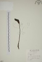 野菰藏品圖，第1張