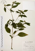 臺灣鱗球花藏品圖，第1張