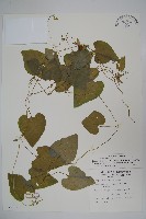 金錢豹藏品圖，第1張